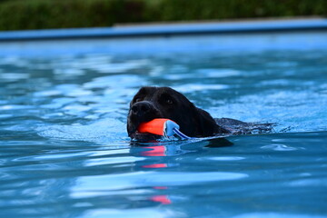 Hundesport am Pool. Schwarzer Labrador springt in Pool um Dummy zu holen