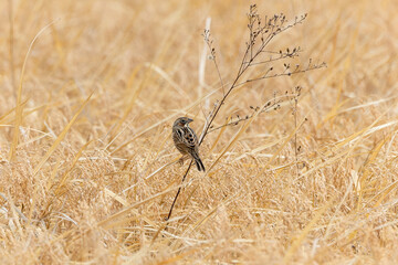 秋の田んぼ飛来したホオアカ
