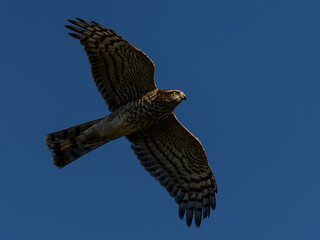 Junger Sperber im Flug