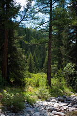 Beautiful trees of Western Mongolia