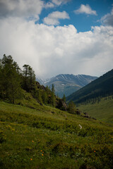 Beautiful trees of Western Mongolia