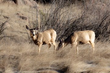 Herd of Mule Deer