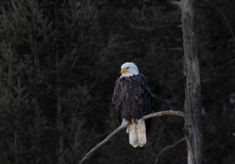 Bald Eagles at Eleven Mile Canyon
