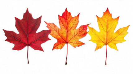 Autumn Leaves Falling Nature Photography Colorful Maple Leaves Close-Up Perspective