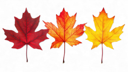 Autumn Leaves Falling Nature Photography Colorful Maple Leaves Close-Up Perspective