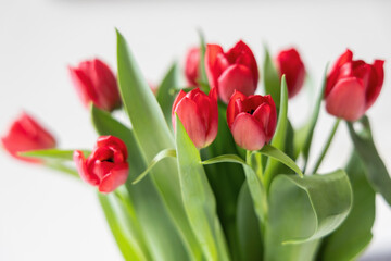 Naklejka premium A Beautiful Arrangement of Vibrant Red Tulips Nestled Among Fresh and Lush Green Leaves