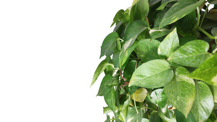 Money Plant is Epipremnum aureum