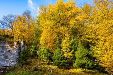 Fototapeta premium Autumn fall colors of trees in Ojcow National Park, Poland