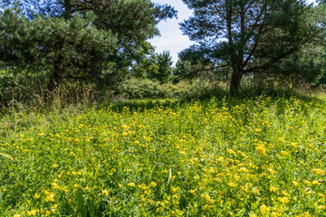 A Beautiful Lush Meadow Filled with Colorful Wildflowers Beneath Clear Blue Skies