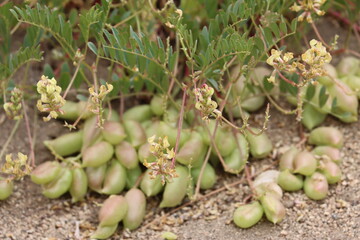 Long Calyx Douglas Milkvetch, Astragalus Douglasii Variety Douglasii, a superb native monoclinous perennial herb displaying raceme inflorescences during late Spring in the San Bernardino Mountains.