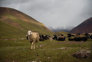 Sheeps herd grazing in the Mongolian grassland in Altai mountains in Western Mongolia