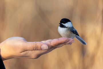 Black capped chickadee eating from a woman's hand