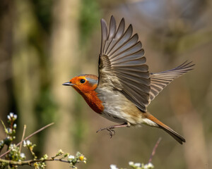 Fototapeta premium Rouge-gorge en vol