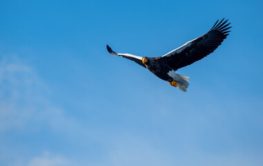 The Steller's sea eagle is a large sea eagle in the family Accipitridae. It is a robust eagle with dark brown plumage, white wings and tail, a yellow beak, and yellow talons.