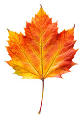 Obraz premium Vibrant Autumn Maple Leaf on White Background