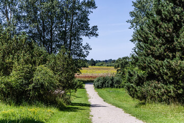 A Serene Pathway That Leads You Through a Lush and Vibrant Green Landscape Awaits for You