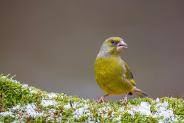 Dzwoniec, greenfinch (Chloris chloris)	