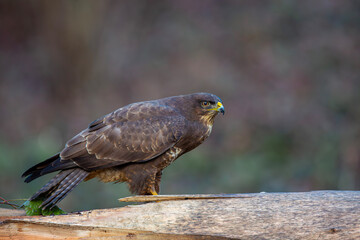 Myszołów zwyczajny, common buzzard, (Buteo buteo) © Michal Przystas