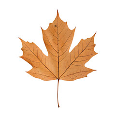 Fototapeta premium Dried Maple Leaf Autumn Fall Foliage Botany Nature Plant Orange Brown Leaf Text