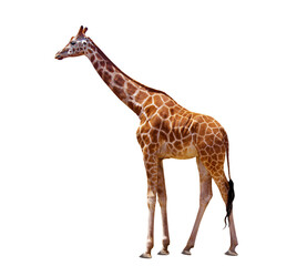 Giraffe close up isolated