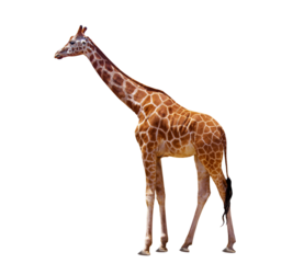 Giraffe close up isolated
