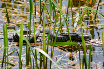 Close-Up of a Snake Resting on a Log in a Wetland Area