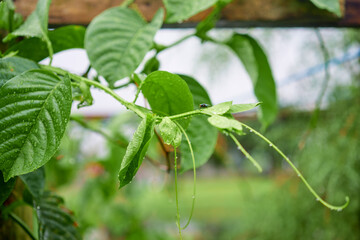Close-Up of Lush Green Leaves with Morning Dew Drops in Nature
