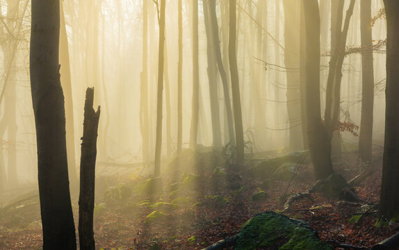 foggy sunrise in Ślęża Landscape Park, Lower Silesia Poland.