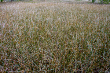 Fototapeta premium Marsh grass texture