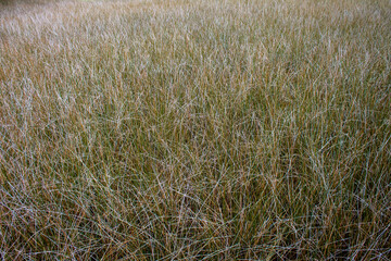 Marsh grass texture