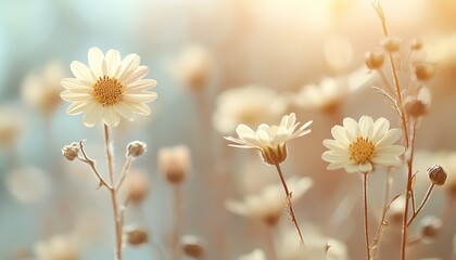 Delicate White Flowers Basking In Soft Sunlight
