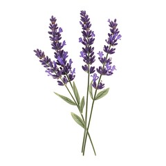 lavender isolated on white background
