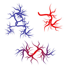 Human blood veins and arteries capillaries bloodstream