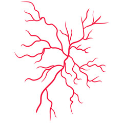 Human blood veins and arteries capillaries bloodstream