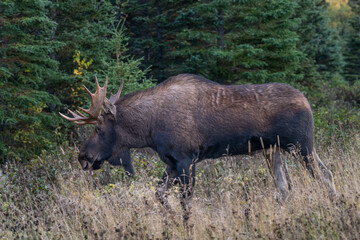 Bull moose walking into the forest