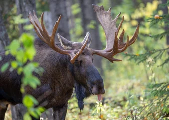 Very large bull moose during rut scenting