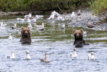Two young Kodiak bear fishing in a river