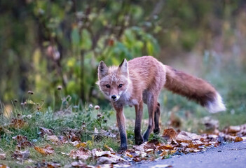 Early morning red fox walking down the road