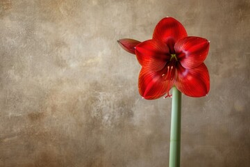 Bright red amaryllis flower stands tall against a textured neutral background, showcasing its vibrant petals and green stem in a close-up view