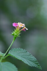 ひっそりと野に咲く可憐なランタナ