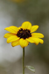 空に向かって咲く咲くヒマワリ