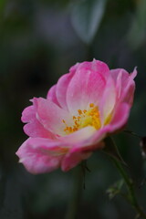 Fototapeta premium 可憐なピンクの花を咲かすハマナス