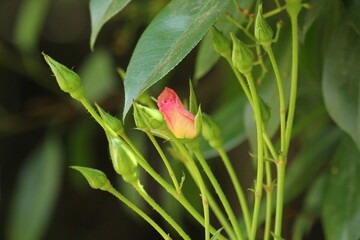Rosebud