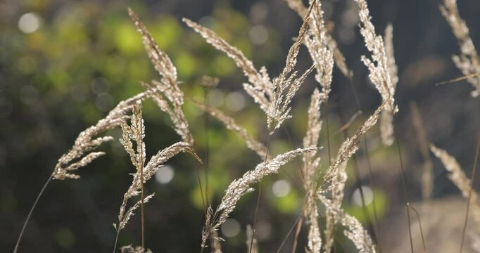 grass blowing in the wind with green forest background

