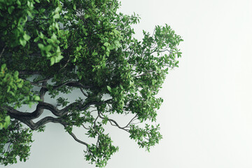 Üppiges Baumdach mit frischen, grünen Blättern vor weißem Hintergrund

