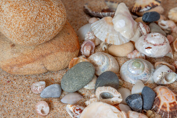 seashells on the beach