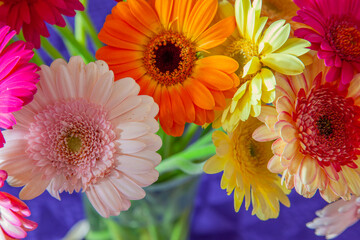 colorful gerber flowers