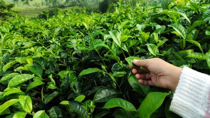 Close-Up of Hand Picking Fresh Green Tea Leaves on Plantation