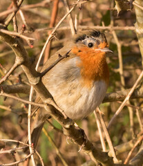 Robin red breast . Iconic Christmas symbol.