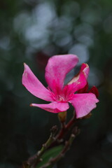 一輪のピンクのキョウチクトウ